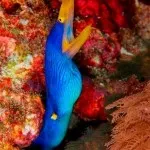 Blue Ribbon eel - Don Silcock