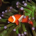 dive2